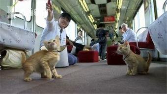 小猫去路日本视频,日本之旅的温馨瞬间