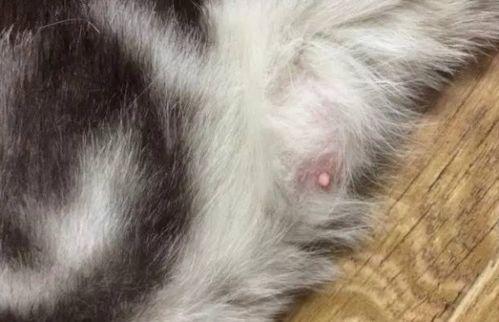 怎么猫咪交配视频,一窥动物繁殖奥秘