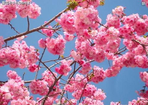 樱花间 无码,探寻无码之美