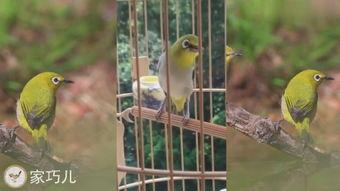 捕麻料鸟视频,一场视觉盛宴的揭秘之旅