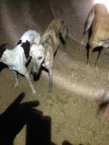 夜间猎兔视频,揭秘神秘猎兔瞬间