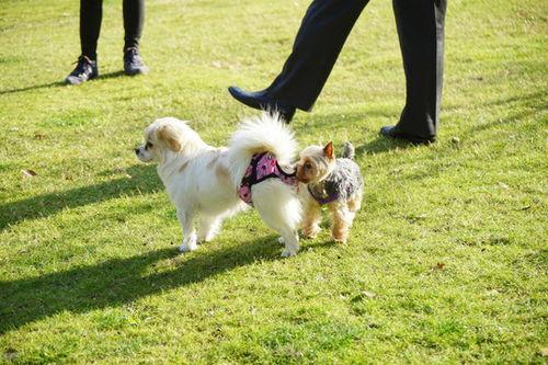 大狗最新爆料图片高清视频,高清图片与视频揭秘神秘内容