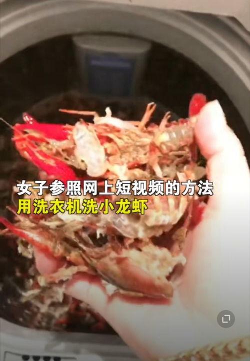 捉小龙虾视频,一场欢乐的乡村捕捞之旅